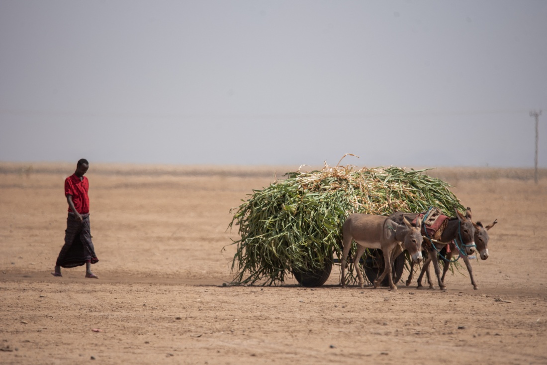 Image - Drought in Horn of Africa