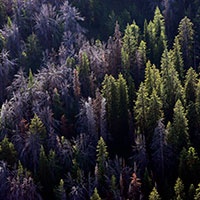 Threatened Pine Trees