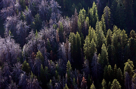 Threatened Pine Trees