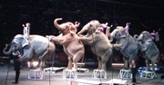 Ringling Brothers Elephants