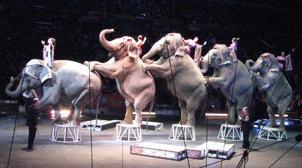 Ringling Brothers Elephants