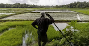 Farmer looking at fields