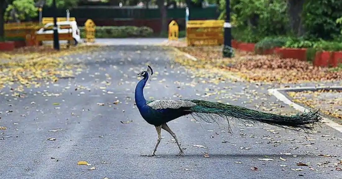 A peacock seen at Sadarjung lane during the lockdown in New Delhi on April 18, 2020.